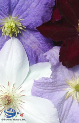 CLEMATIS Large Flowered Mix