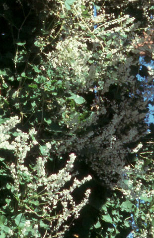 FALLOPIA aubertii (Silver Lace Vine, Mile a Minute)