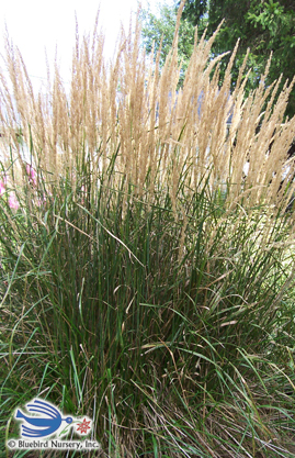 GRASS CALAMAGROSTIS x acutiflora 'Karl Foerster'