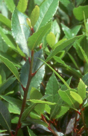 HERB LAURUS nobilis (Bay Laurel)