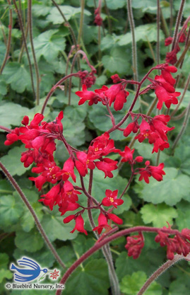 HEUCHERA sanguinea 'Ruby Bells'
