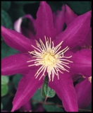 Clematis 'Jackmanii'