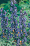 Click here to view product