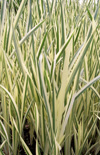 Click here to view product