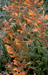 Click here to view product