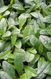 Click here to view product