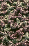 Click here to view product