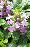 Click here to view product