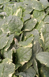 Click here to view product