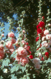Click here to view product