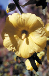 Click here to view product