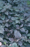Click here to view product