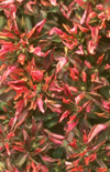 Click here to view product