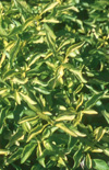 Click here to view product
