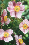 Click here to view product