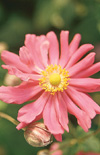 Click here to view product