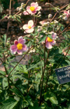 Click here to view product
