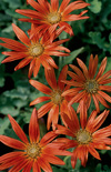 Click here to view product