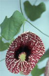 Click here to view product
