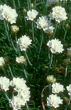 Click here to view product