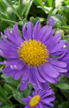 Click here to view product