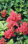 Click here to view product