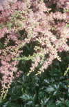 Click here to view product