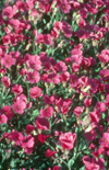 Click here to view product