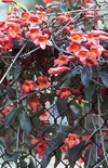 Click here to view product