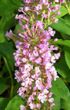 Click here to view product