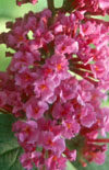 Click here to view product