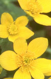 Click here to view product