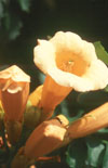Click here to view product