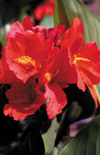 Click here to view product