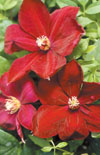 Click here to view product