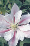Click here to view product
