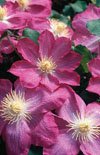 Click here to view product