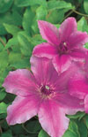 Click here to view product