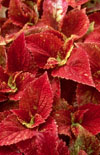 Click here to view product