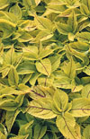 Click here to view product