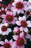 Click here to view product