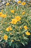 Click here to view product