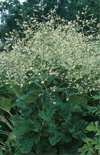 Click here to view product