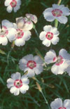 Click here to view product