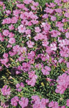 Click here to view product
