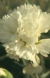 Click here to view product
