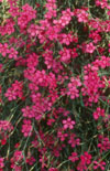 Click here to view product