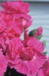 Click here to view product
