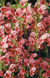 Click here to view product