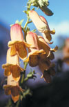 Click here to view product